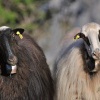 Kreta2010_ovce 8364